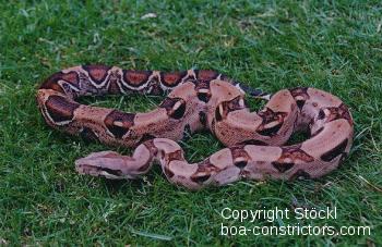 Boa constrictor Foto Archiv