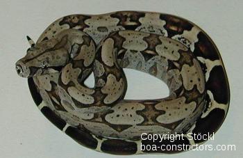 Boa constrictor Foto Archiv