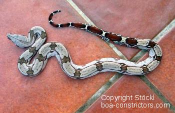 Boa constrictor Foto Archiv