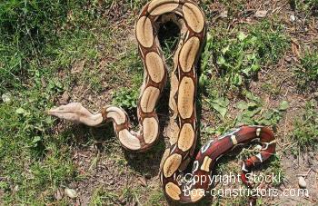 Boa constrictor Foto Archiv