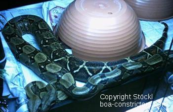 Boa constrictor Foto Archiv