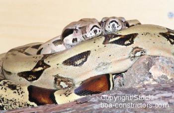 Boa constrictor Foto Archiv