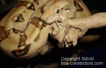 Boa constrictor Foto Archiv