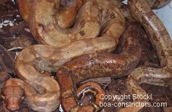 Boa constrictor Foto Archiv