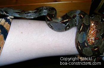 Boa constrictor Foto Archiv