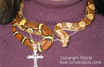 Boa constrictor Foto Archiv