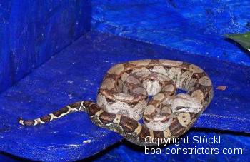 Boa constrictor Foto Archiv