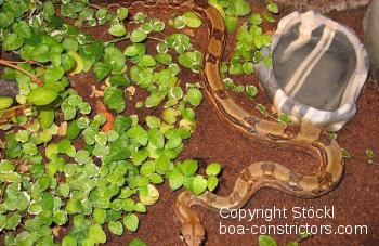 Boa constrictor Foto Archiv