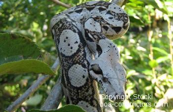 Boa constrictor Foto Archiv