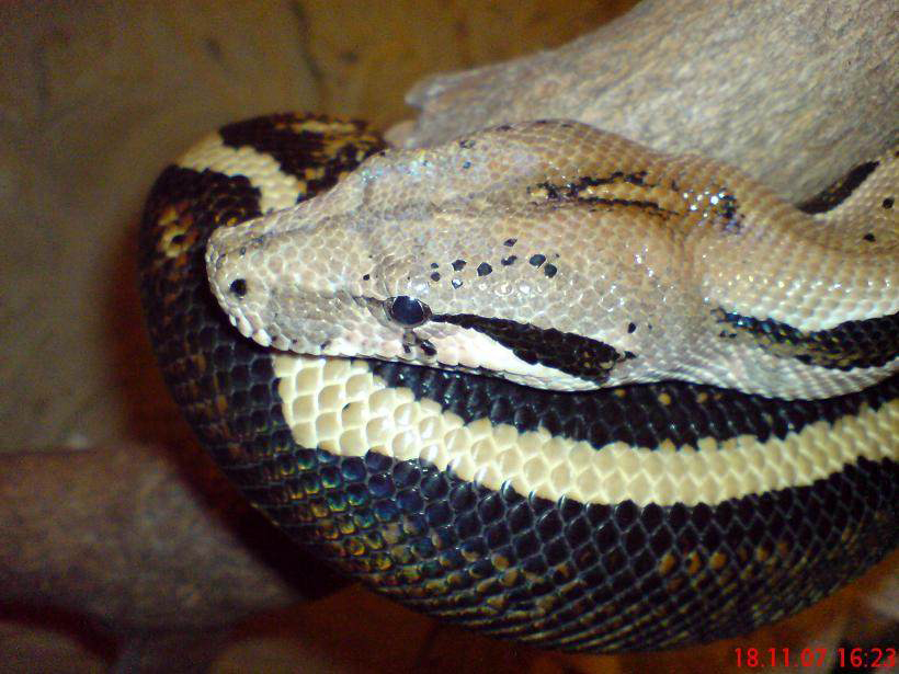 Boa constrictor Foto Archiv