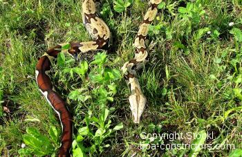 Boa constrictor Foto Archiv