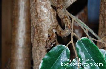 Boa constrictor Foto Archiv