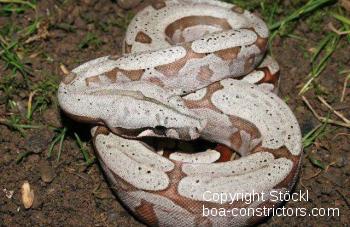 Boa constrictor Foto Archiv