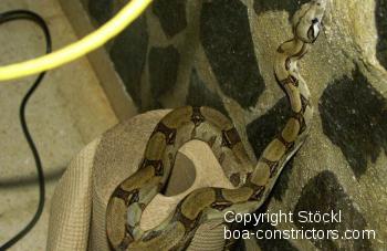 Boa constrictor Foto Archiv