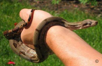 Boa constrictor Foto Archiv