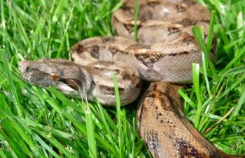 Boa constrictor Foto Archiv