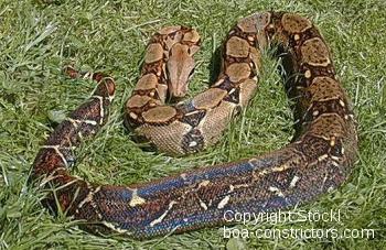 Boa c. imperator Costa Rica