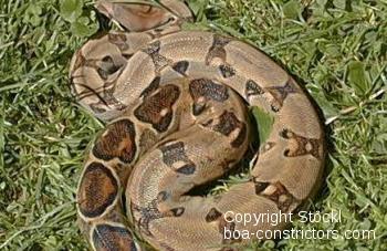 Ecuador Boa