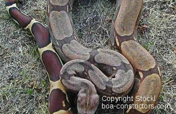 Boa c. constrictor Guyana