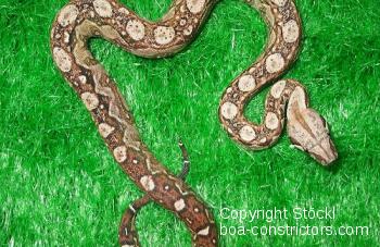  Nicaragua Boa c. imperator