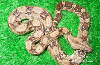 Nicaragua Boa