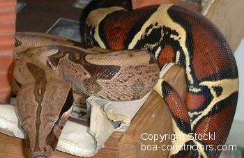 Boa constrictor constrictor Surinam Pokigron