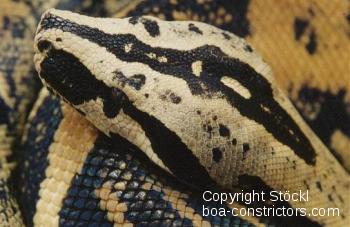 Boa c. longicauda gelb-schwarz