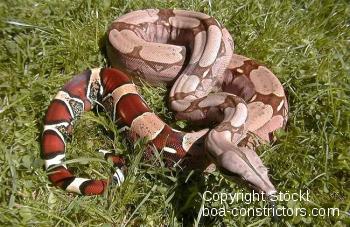 Boa c. constrictor Surinam Pokigron