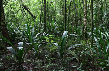 Boa constrictor Habitat Brasilien