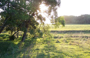 Boa constrictor Habitat Paraguay