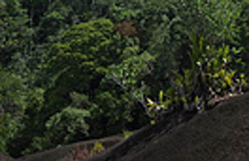 Boa constrictor Habitat Surinam