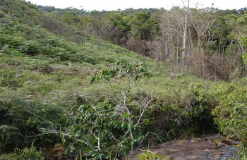 Boa constrictor Habitat Venezuela - Gran Sabana